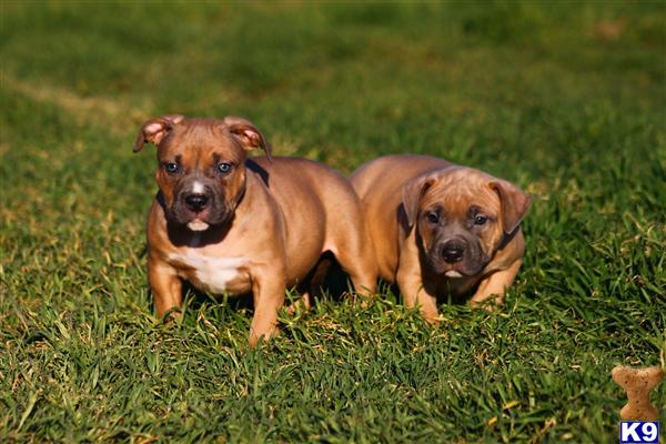 American Pit Bull Puppies